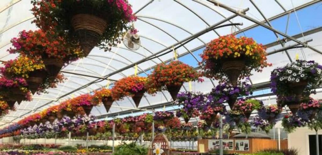 Hanging Baskets for Grabs