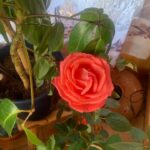 single patio rose in full bloom