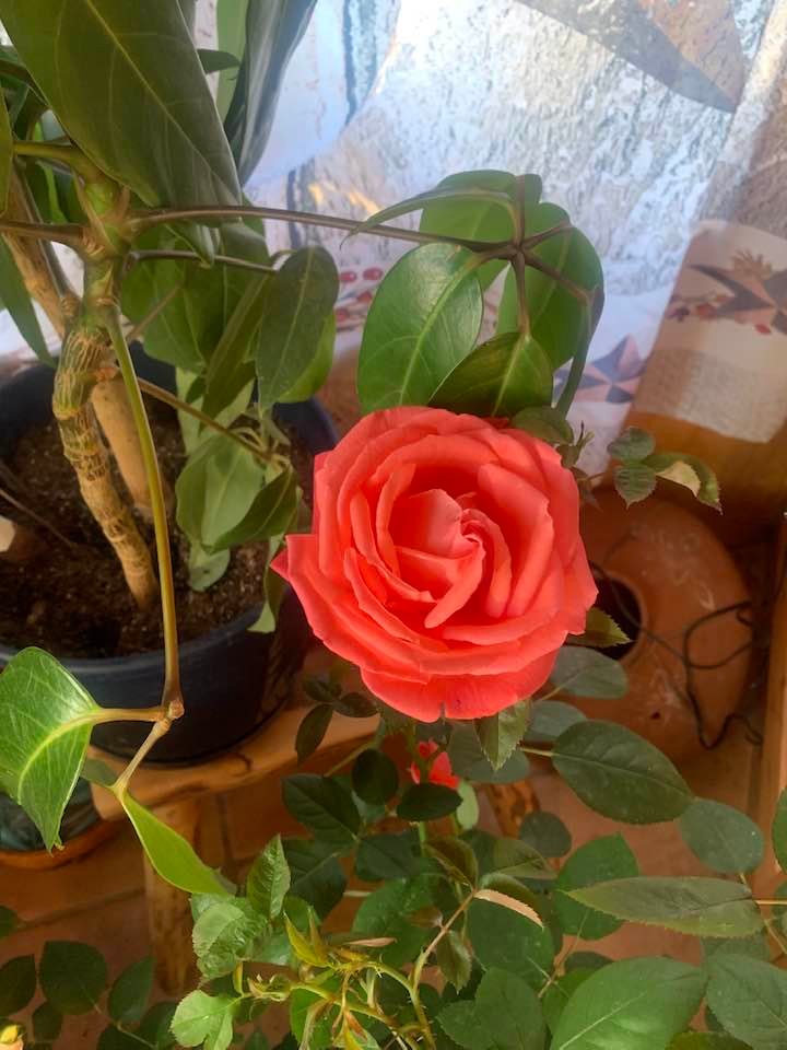single patio rose in full bloom