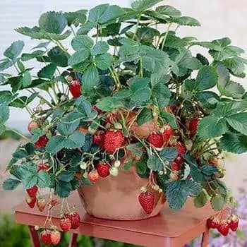 potted strawberry plant