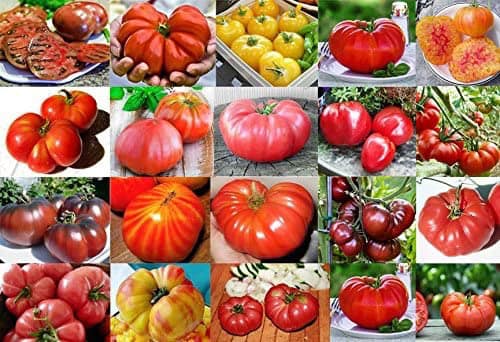 colorful depiction of all the varieties of tomatoes